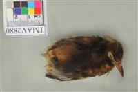 藏品(白頭翁)的圖片